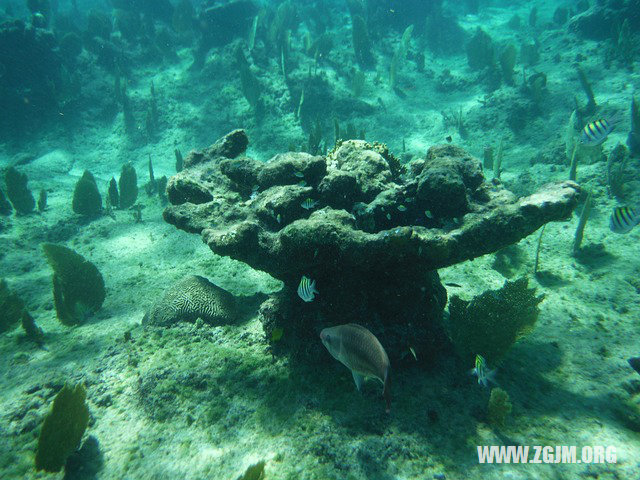 夢見魚在水中游_周公解夢夢到魚在水中游是什麼意思_做夢夢見魚在水中游好不好_周公解夢官網