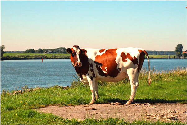 夢到了小女孩坐馬車會有什麼預兆_周公解夢官網