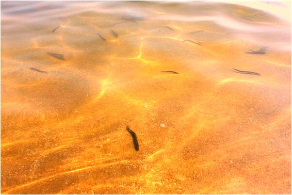 夢見殺了殺手會怎么樣_周公解夢官網