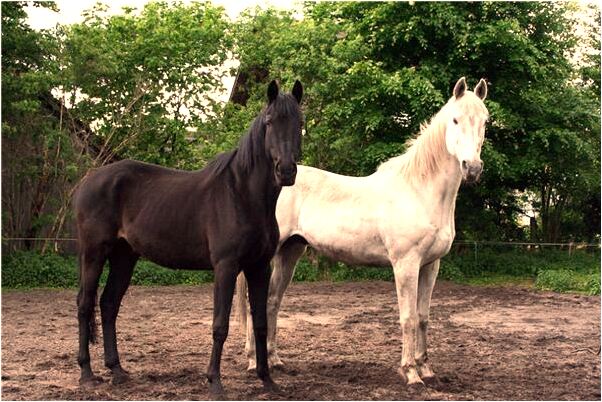 夢到同學掉很多頭髮成了禿頭預示什麼_周公解夢官網