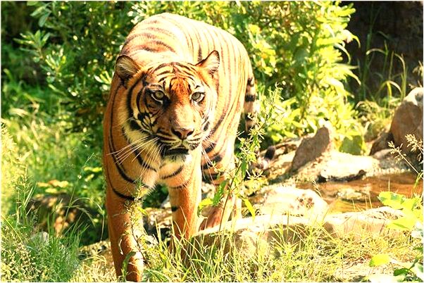 夢見一群白狗有什麼預兆_周公解夢官網