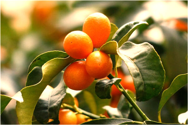 夢見樹木鬱鬱蔥蔥滿眼綠色是啥意思_周公解夢官網