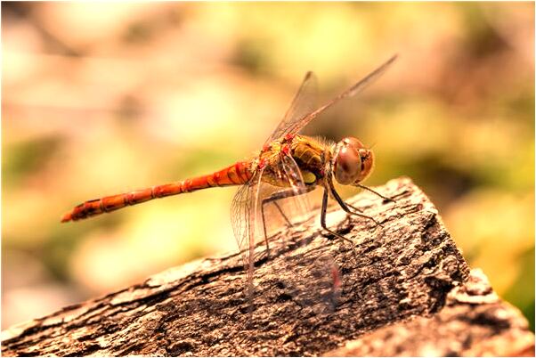夢見自己的車上有死人怎么說_周公解夢官網
