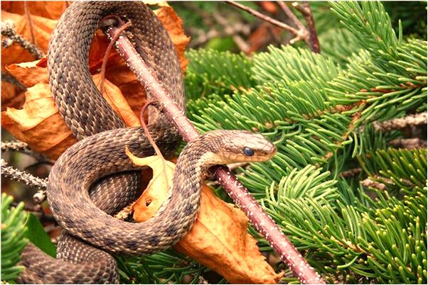 夢到了龜頭被狗咬預示著什麼_周公解夢官網