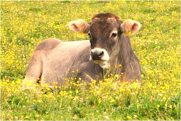 夢見和深愛的人重修舊好是凶兆還是吉兆_周公解夢官網