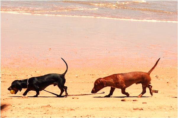 夢見和小孩搶棍子是咋回事_周公解夢官網