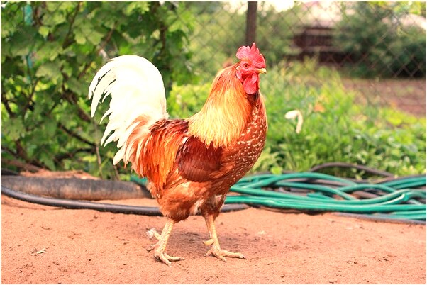 夢到家裡多了一個小嬰兒有什麼意義嗎_周公解夢官網