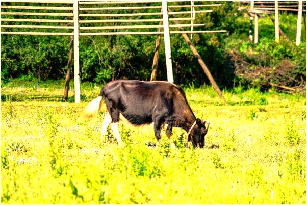 夢到好友腿被砍意味什麼_周公解夢官網
