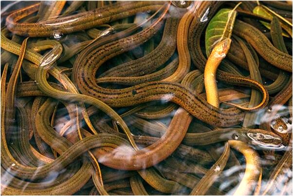 夢到一條蛇纏著一隻狗有何寓意_周公解夢官網