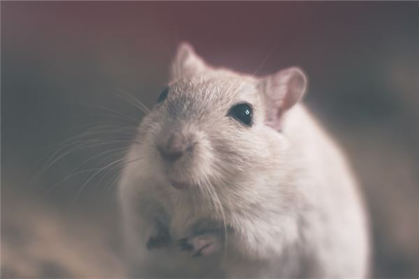 夢見白色老鼠_周公解夢