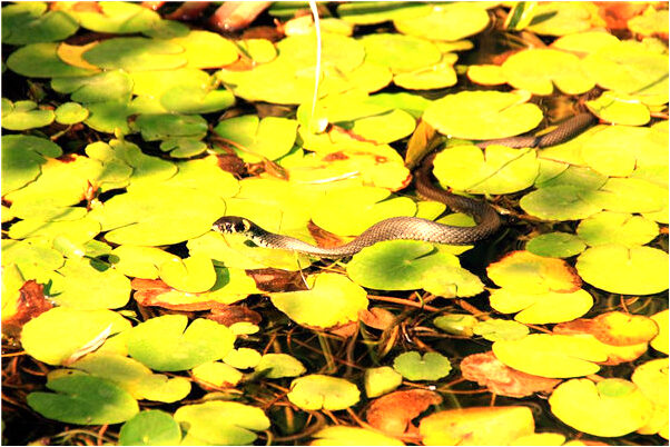 夢見自己結婚的對象是學長有什麼預示嗎_周公解夢官網