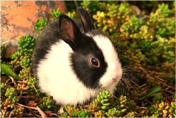 夢到別人穿反了襪子意味什麼_周公解夢官網