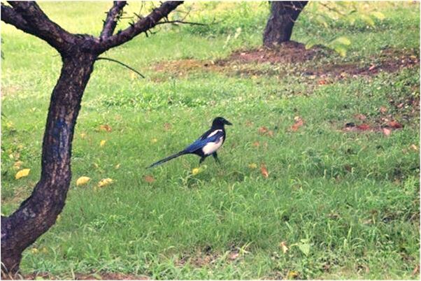 夢見撿了部手機和元錢有什麼意思_周公解夢官網