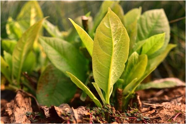 夢到了老婆開車撞車有什麼預示嗎_周公解夢官網