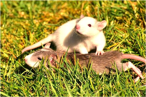 夢到三個孩子被帶走了會是什麼預兆_周公解夢官網