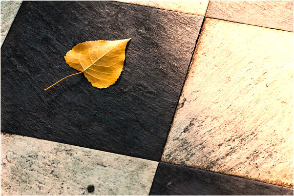 夢到了和大黑狗說話有什麼預示嗎_周公解夢官網