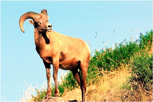 夢到女生紋身是什麼意思？_周公解夢官網