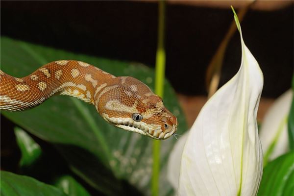 屬蛇男分手還愛對方的表現_十二生肖