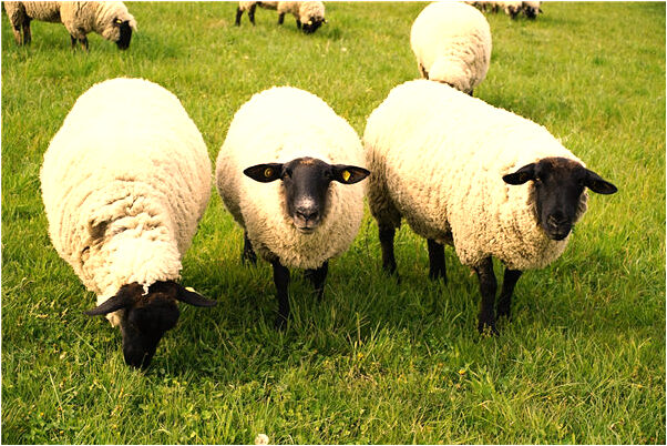 夢到別人穿校服有什麼意思嗎_周公解夢官網