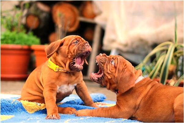 夢到老公跟女人跳舞摸女人私處是不是好的徵兆呢_周公解夢官網