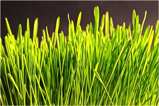 夢到了自家門前池塘水滿會是什麼預兆_周公解夢官網