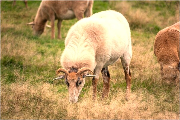 夢到了在醫院救人會有什麼預兆_周公解夢官網