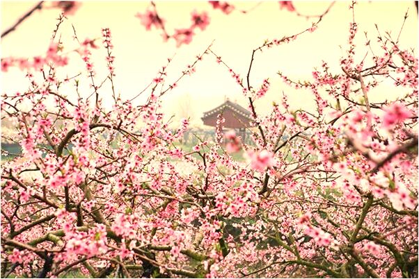 夢到自己殺貓是什麼意思_周公解夢官網