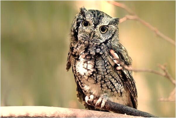 夢到了叔叔獎勵一塊錢紅包預兆了什麼嗎_周公解夢官網
