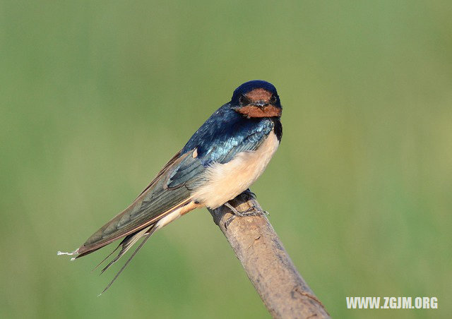 夢見被子上有蟲子_周公解夢夢到被子上有蟲子是什麼意思_做夢夢見被子上有蟲子好不好_周公解夢官網
