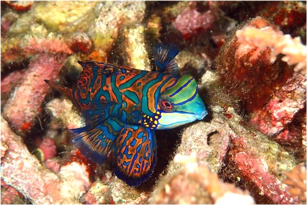 夢到了嬰兒躺在黑花蛇上哭意味著什麼_周公解夢官網