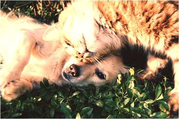 夢見又粗又長的蛇有什麼含義_周公解夢官網