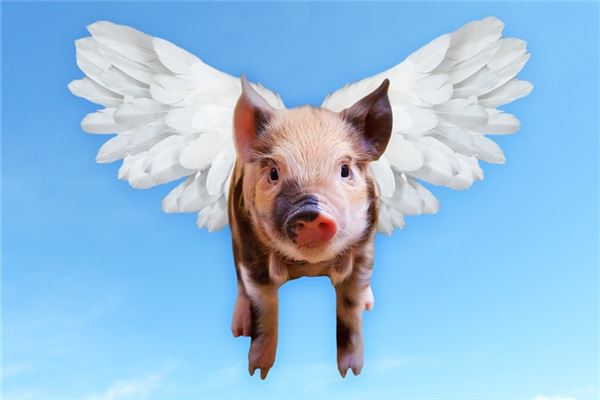 夢見飛豬怎么說_周公解夢