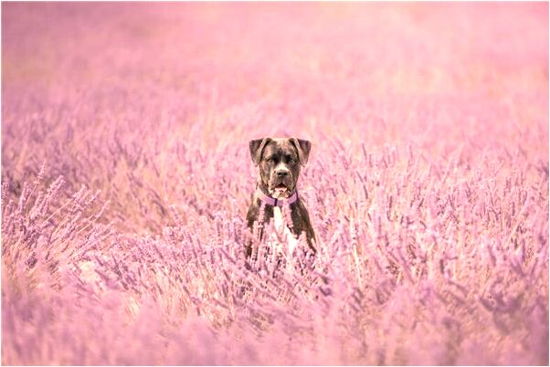 夢到與表嫂做愛是什麼意思?_周公解夢官網