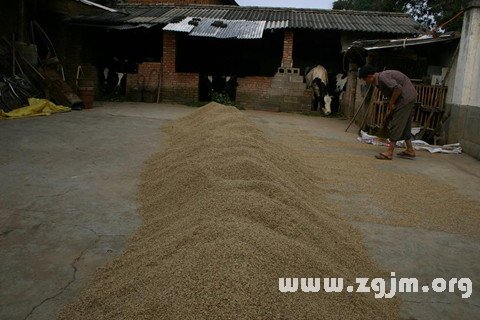 Dream of rice heap