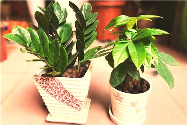 夢見龍鳳小孩預示著什麼_周公解夢官網