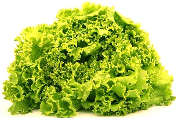 夢到了姐姐指使趕貓什麼預兆_周公解夢官網