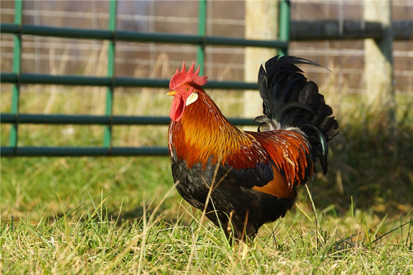 2005年出生屬雞的事業運如何_十二生肖
