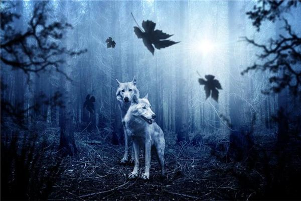 夢見好多狼是什麼意思_周公解夢