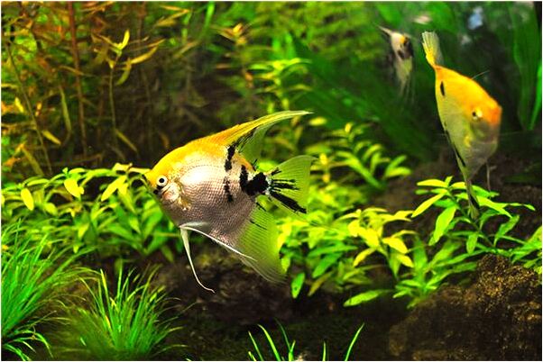 夢到了雪地有小嬰兒在爬行是什麼預兆_周公解夢官網