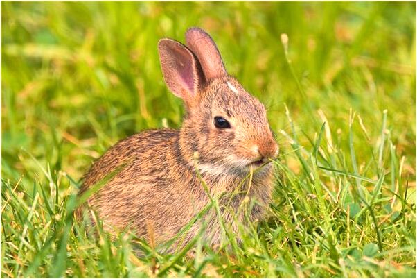 夢見被小刀刺有什麼意思嗎_周公解夢官網