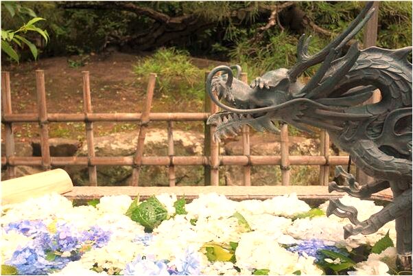 夢到了殺老母雞有什麼寓意嗎？_周公解夢官網