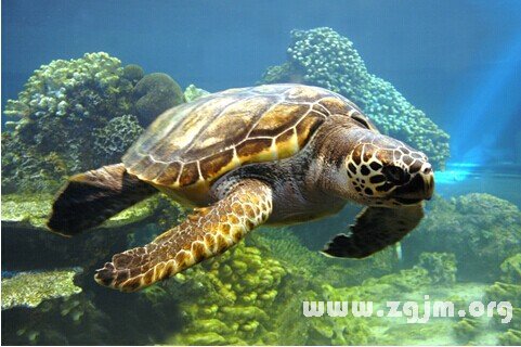 Dream of the sea turtle