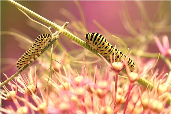 夢到在吃飯有何寓意_周公解夢官網