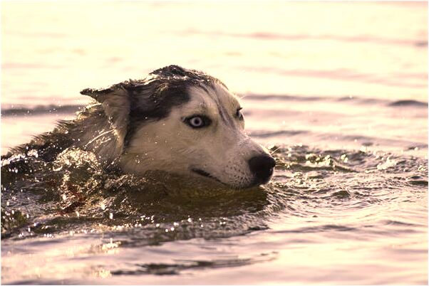 夢見以前上學預示什麼_周公解夢官網
