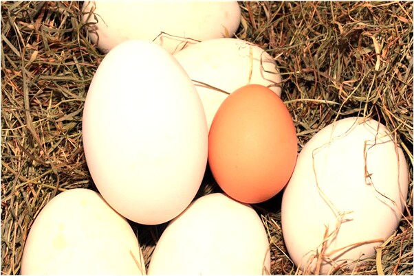 夢見與妹妹一起吃飯啥意思_周公解夢官網