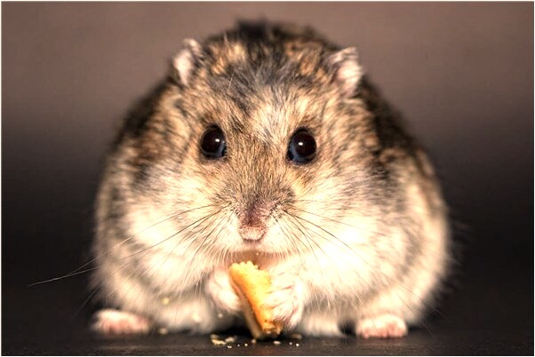 夢到了夢體重有什麼預兆_周公解夢官網