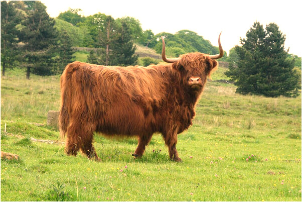 夢到了好多箭射我什麼預兆_周公解夢官網