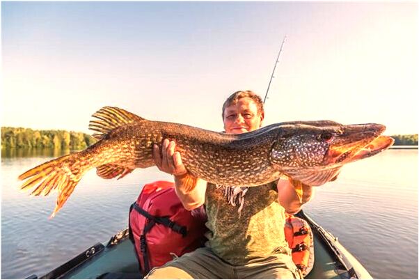 夢到蛇往我屁股里鑽有什麼寓意嗎？_周公解夢官網