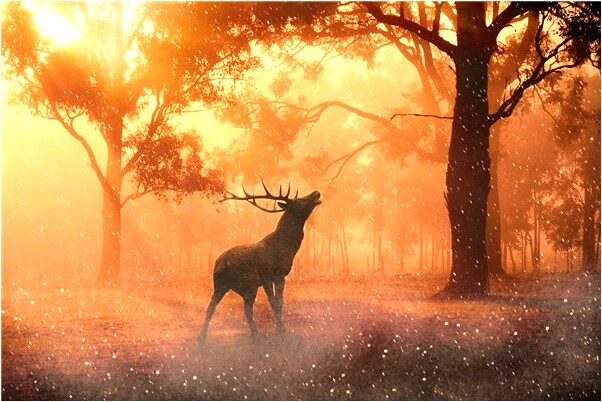 夢見女朋友母親來我家了預示什麼_周公解夢官網