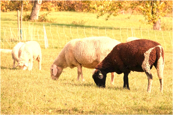 夢到了留級被恥笑預示了什麼_周公解夢官網